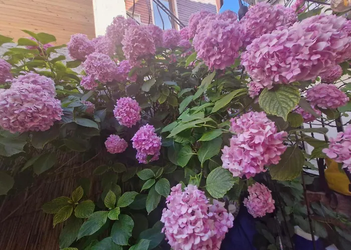 Mihalkat Old Town Gasthuis