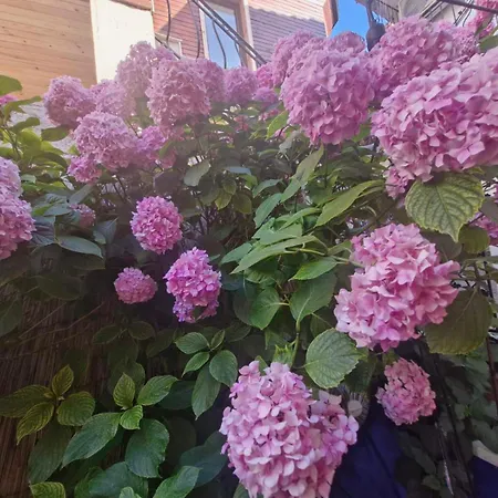 Mihalkat Old Town Pensiune